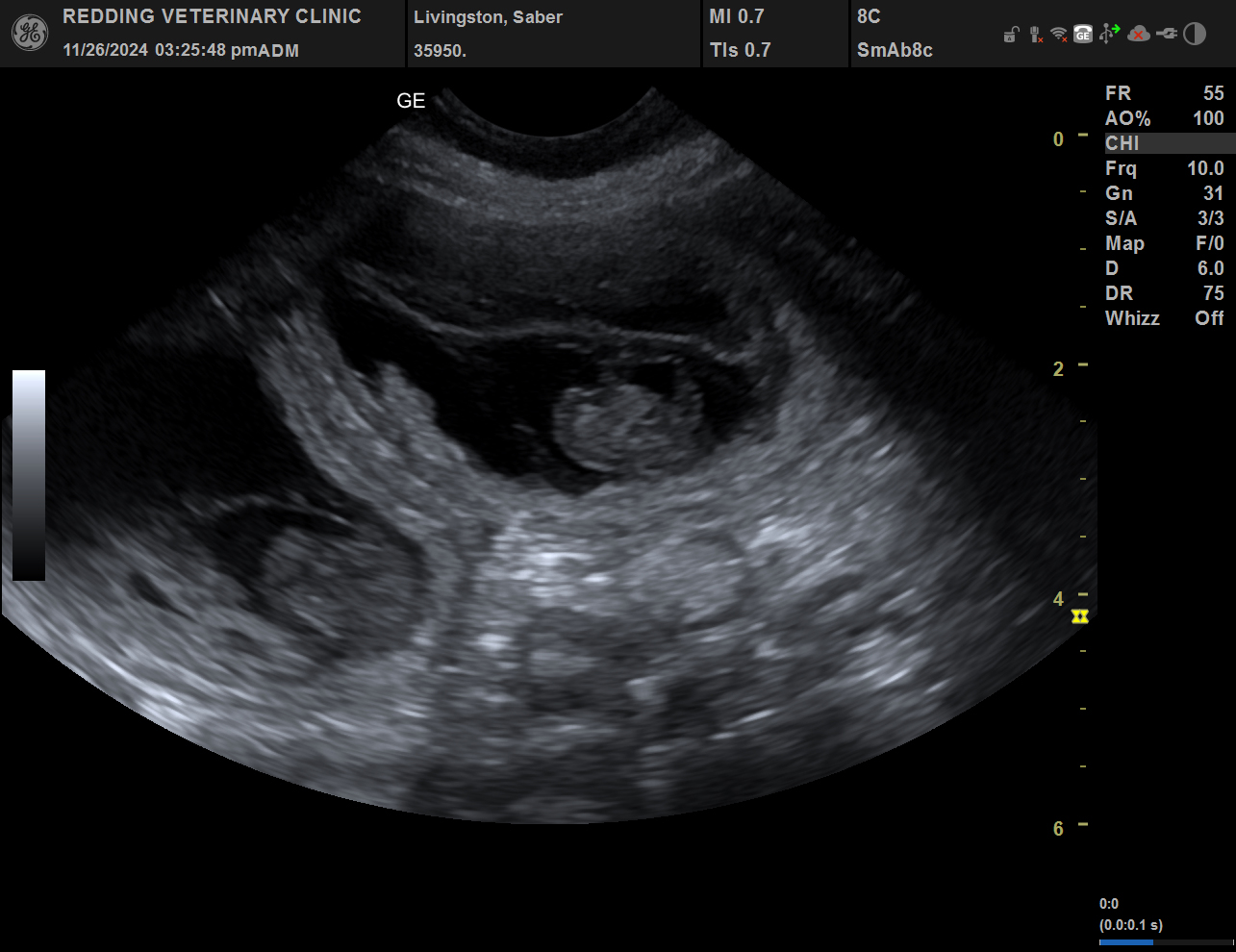 Ultrasound image of puppies.